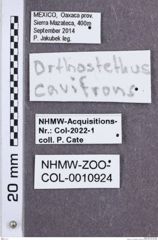 Etikette zu Orthostethus cavifrons (NHMW-ZOO-COL-0010924)